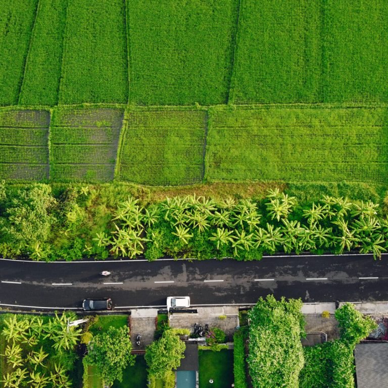 Fields on Bali. Shooting from dron.